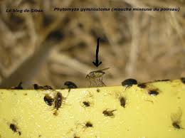 Image result for phytomyza gymnostoma