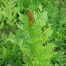 Image result for Osmundaceae