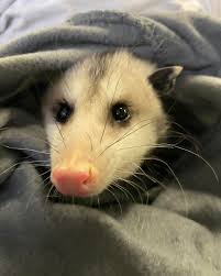 JellyBean says Happy Friday!!! 🖤