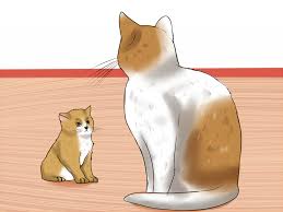 A truly 'bonded pair' honestly has a visible cadence that seems to control their every move and their every response to their environment. 4 Ways To Break Up A Cat Fight Wikihow