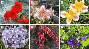 Image result for Tropaeolaceae