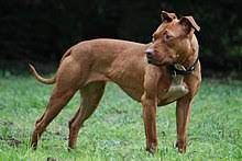 When your pitbull is all grown up, the average height of their shoulders will be approximately 15 to 20 inches. American Pit Bull Terrier Wikipedia