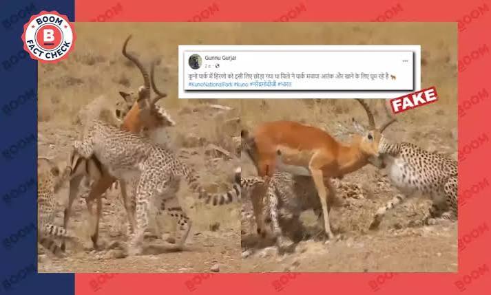 Video From Kenya Shared As Cheetahs Hunting Deer In Kuno National Park | BOOM