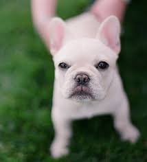 How To Take Care Of Your New Puppy Part 1 New Puppy French Bulldog Puppies Puppies