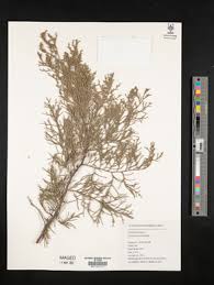 Image result for Cupressus funebris