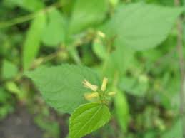 Image result for Triumfetta annua