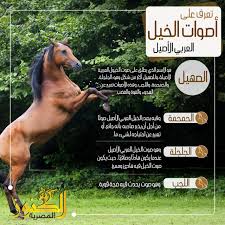ثورة تشرين ثورة 25 اكتوبر مظاهرات العراق اغاني عراقية 2019 اغاني عراقية 2020 اسراء الاصيل اصيل هميم دالي. ØªØ¹Ø±Ù Ø¹Ù„Ù‰ Ø£ØµÙˆØ§Øª Ø§Ù„Ø®ÙŠÙ„ Ø§Ù„Ø¹Ø±Ø¨ÙŠ Ø§Ù„Ø£ØµÙŠÙ„ Ø§Ù„ÙƒÙ†ÙˆØ² Ø§Ù„Ù…ØµØ±ÙŠØ©