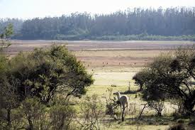 Incendio en reserva nacional lago peñuelas. Conaf Recoge Ideas De La Comunidad Para Proteger La Flora Y Fauna De La Reserva Nacional Lago Penuelas Puerto Al Dia