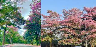 Anda memang akan terpesona dengan keindahan laluan ini nanti. Musim Sakura Di Gombak Bagai Di Jepun Korea Selatan