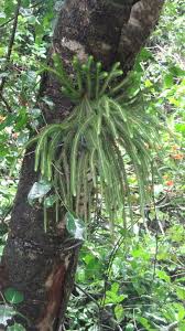 Image result for Huperzia mildbraedii