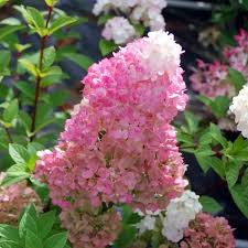 Image result for hydrangea paniculata vanille fraise