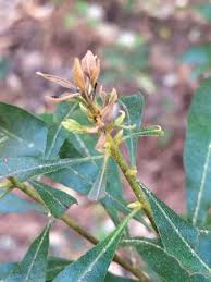 Image result for Myrica serrata