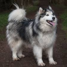 This pedegree dog was originally bred in alaska. 9 Dogs That Look Like Wolves Alaskan Malamute Siberian Husky And More