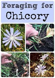 Foraging For Chicory Edible Wild Plants Edible Plants Wild Plants