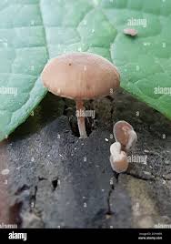 Image result for Simocybe centunculus
