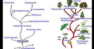 Maybe you would like to learn more about one of these? Klasifikasi Makhluk Hidup Kladogram Pohon Filogeni