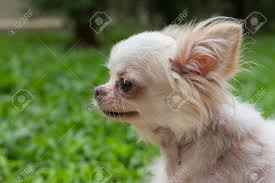 10 situationen, die jeder kennt, der als kind einen hund hatte. Weisse Chihuahua Kleine Susse Hund Haustier Wunde Am Hals Lizenzfreie Fotos Bilder Und Stock Fotografie Image 78783882