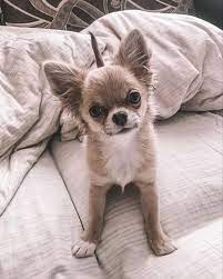 Top 14 Reasons Why Chihuahuas Are Better Than Girlfriends Page 2 Of 3 Petpress Cute Baby Animals Chihuahua Puppies Cute Chihuahua