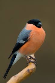 Pillo Gimpel Dompfaff Einheimische Vogel Heimische Gartenvogel Tiere