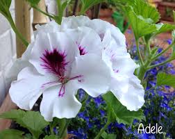 Pelargonium Geraniums Pelargonium Plants