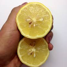 The seeds are inside the fruit (the lemon) and when a creature eats this fruit, the plant hopes it will also eat the seed and then excrete it somewhere else helping that plant to move around. How To Germinate And Grow A Lemon Tree B C Guides