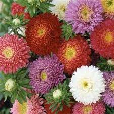 Aster Seeds Callistephus Chinensis Powder Puff Aster Flower Seed Flower Seeds Aster Flower Seeds