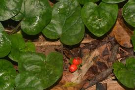 Image result for Geophila repens