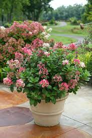 Little Quick Fire Panicle Hydrangea Hydrangea Paniculata Hardy Hydrangea Flower Garden Design Container Gardening