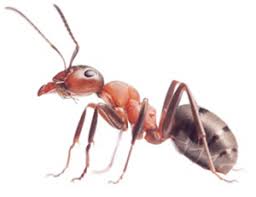 Then develop a comprehensive strategy to eliminate your pest problem. Blog Charlotte Cleardefense Pest Control