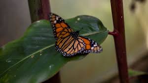 Mining bitcoins is out of the question since the difficulty to hashrate ratio is so high you'll end up making zero profits unless you have access to free electricity; Homero Gomez Missing Mexican Butterfly Activist Found Dead Bbc News