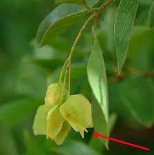 Image result for Pteleopsis