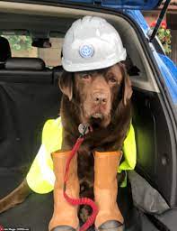 Proud Dog Owners Share Adorable Photos On Bring Your Dog To Work Day Dogs Your Dog Dog Owners
