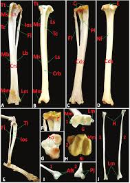 Most of the animals have the same bones, although some are shaped differently and placed in different positions. Photomacrographs Of Tibia And Fibula Of Rabbit A And Tibia Of Cat B Download Scientific Diagram