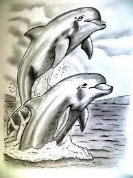 Pencil Drawing Art Dolphin Pencil Art Drawings Dolphin Drawing Dolphin Art
