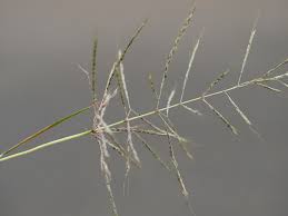 Image result for Bothriochloa bladhii