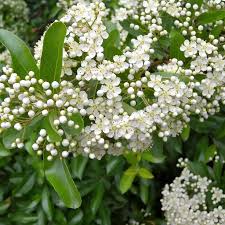 Image result for Pyracantha coccinea red column