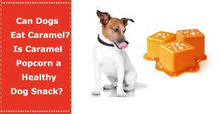 Pin On Dog Food