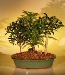 Sadly, the norfolk island pine is threatened by more than just its restricted range as its population is also fragmented across open water. Dish Garden Unique Bonsai Trees Bonsai Trees At Discounted Prices
