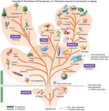 Kingdoms Detailed Science Biology Teaching Science Life Science