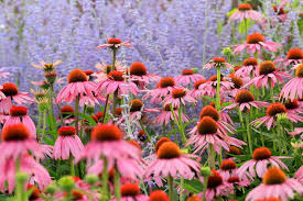 The genus echinacea in the asteraceae family comprises nine species of flowering plants. Echinacea Purpurea Purple Coneflower