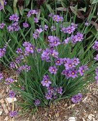 Our top 10 favorite maryland native pollinator perennials. Blue Eyed Grass Lucerne Lauren S Garden Service Native Plant Nursery