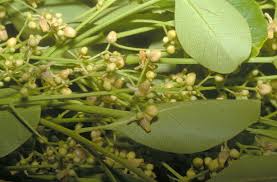 Image result for Khaya