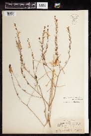 Image result for Chlorophytum angustissimum