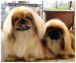 (hong kong) short for 獅子狗卷／狮子狗卷 (chikuwa). åŒ—äº¬çŠ¬ å®®å»·ç…å­ç‹— ä¸­åœ‹å¤è€çš„çŠ¬ç¨® å·²æœ‰å››åƒå¹´çš„æ­·å² æ¯æ—¥é ­æ¢