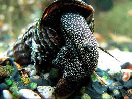 Rabbit Snail Detailed Guide Care Diet And Breeding Shrimp And Snail Breeder