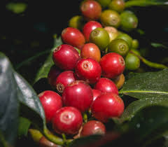 Image result for Coffea