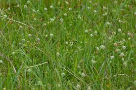 Image result for Kyllinga odorata