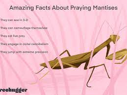 When it was returned to the earth, it contained the first fruits of vegetation, which began the process of worldwide agriculture. 10 Wondrous Praying Mantis Facts