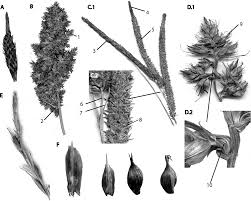 Image result for Carex steudneri