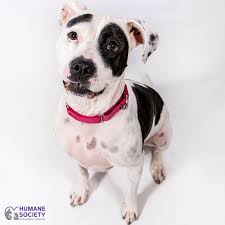 Maybe you would like to learn more about one of these? These Pets Are Up For Adoption In Tucson Pets Tucson Com